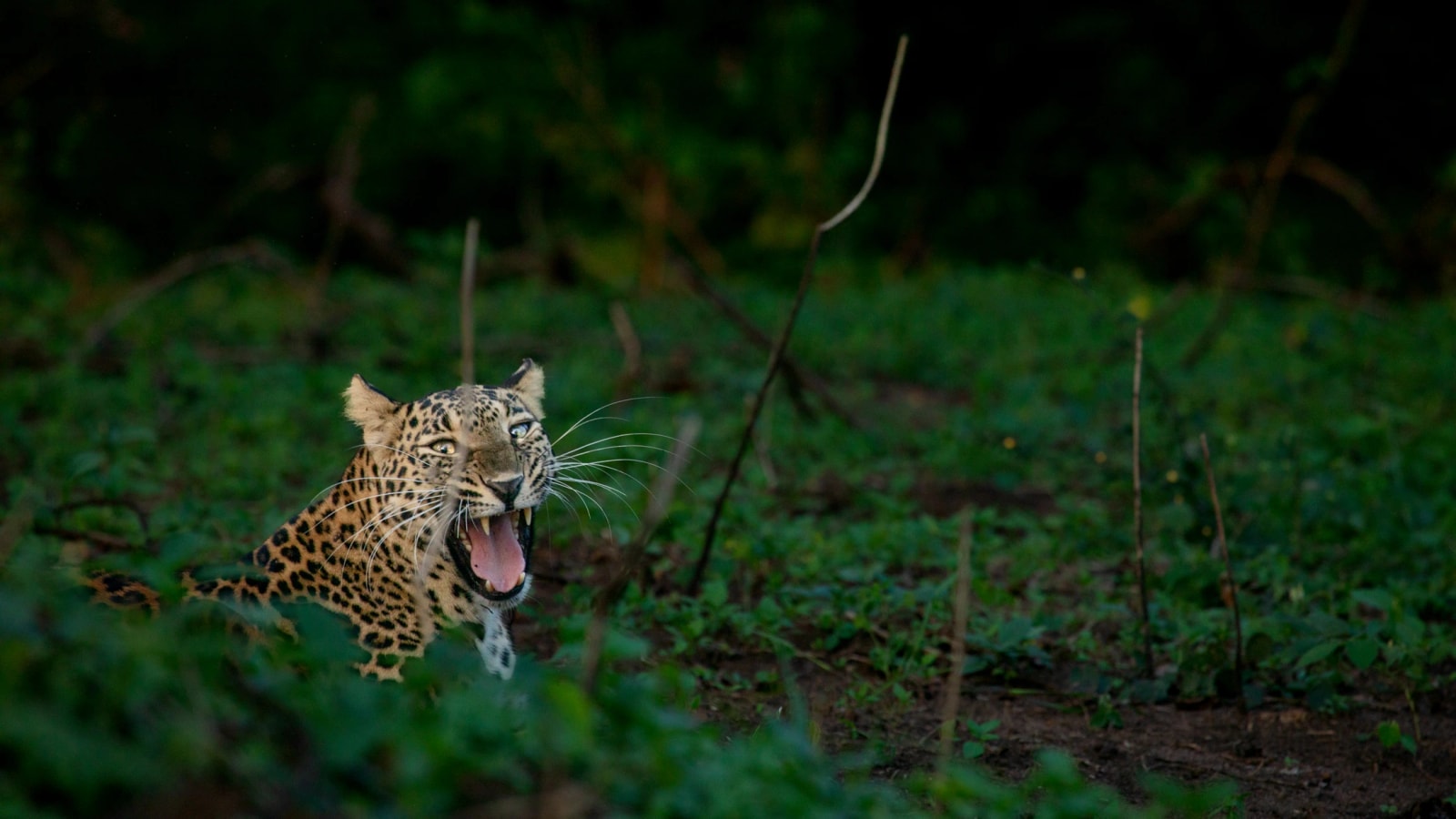 Leopard snarling in Indian forest undergrowth