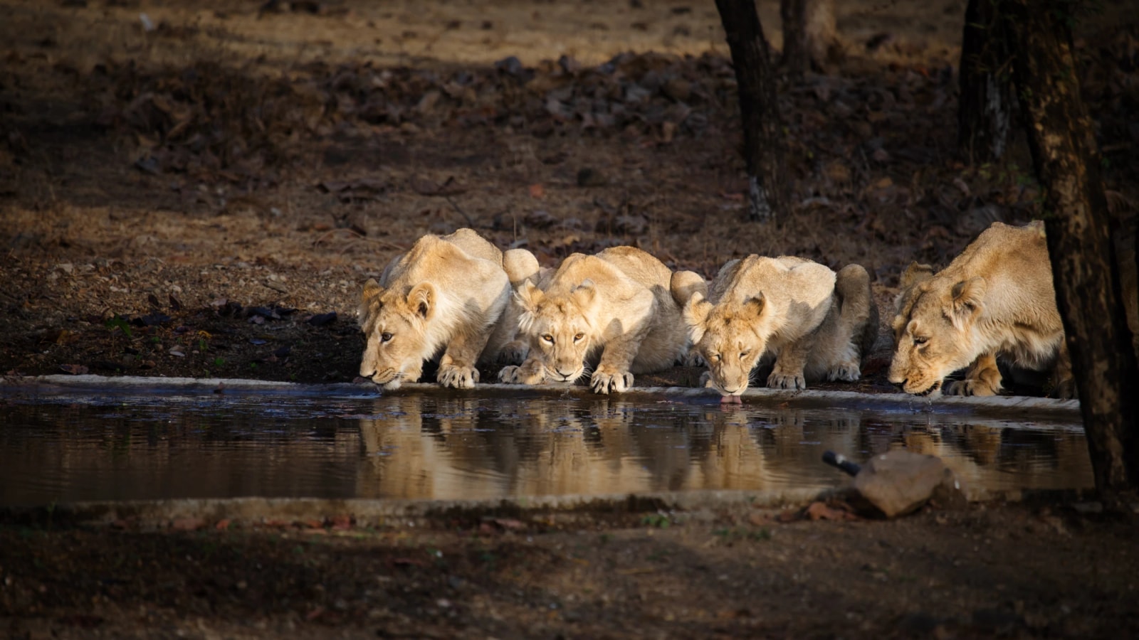Pride of lionesses drinking at a waterhole