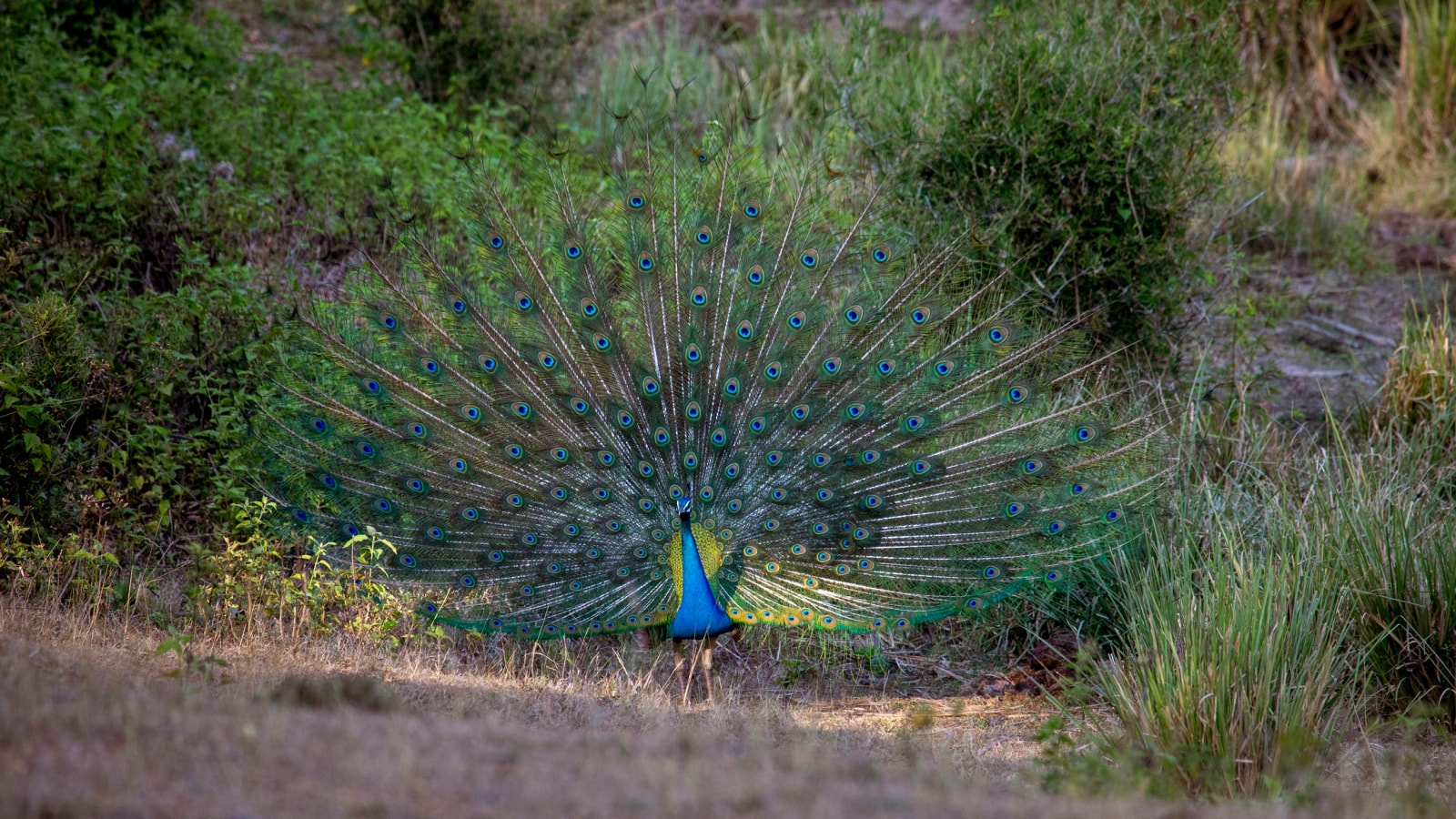 Peacock displaying its feathers