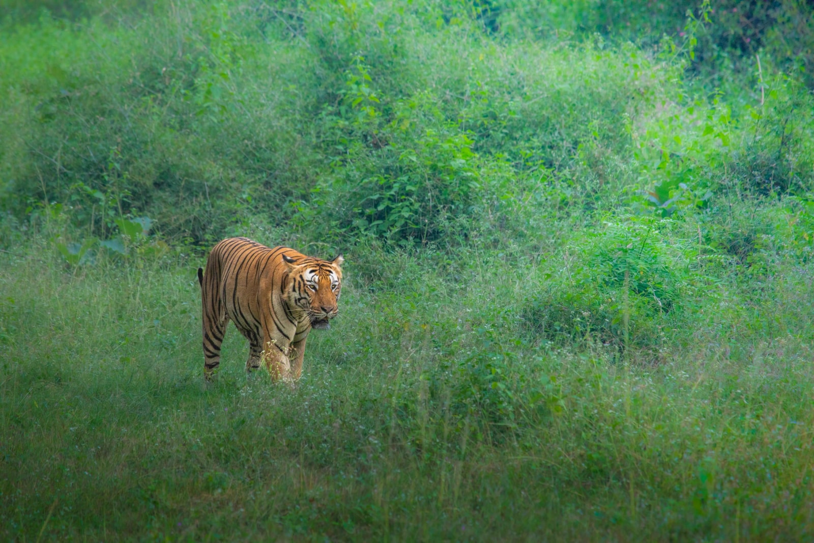 Tiger walking through grass in a tiger reserve