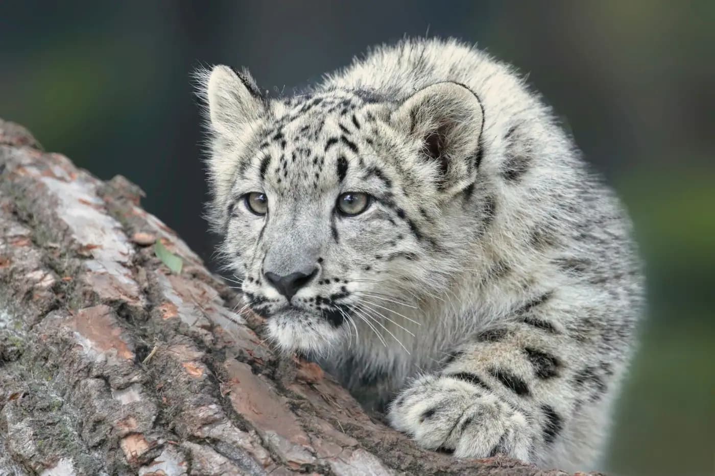 Kingdom of the Snow Leopard