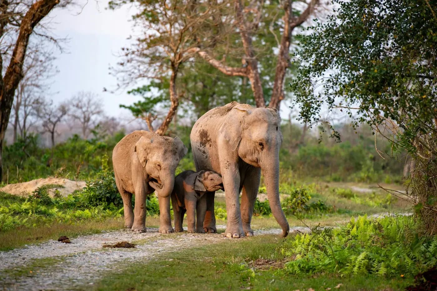 Elephant family walking along a forest track