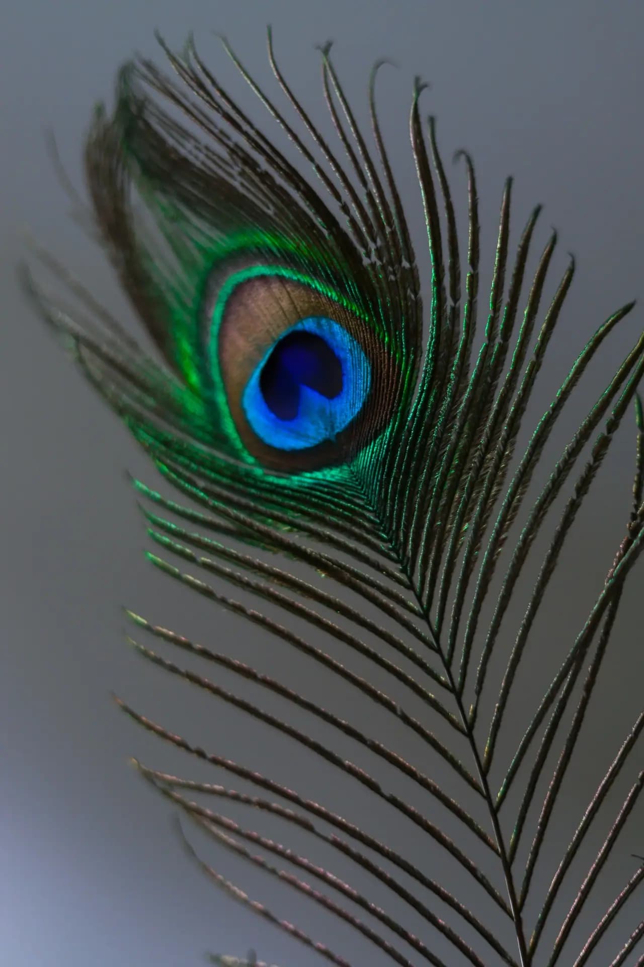 Close-up of a peacock feather