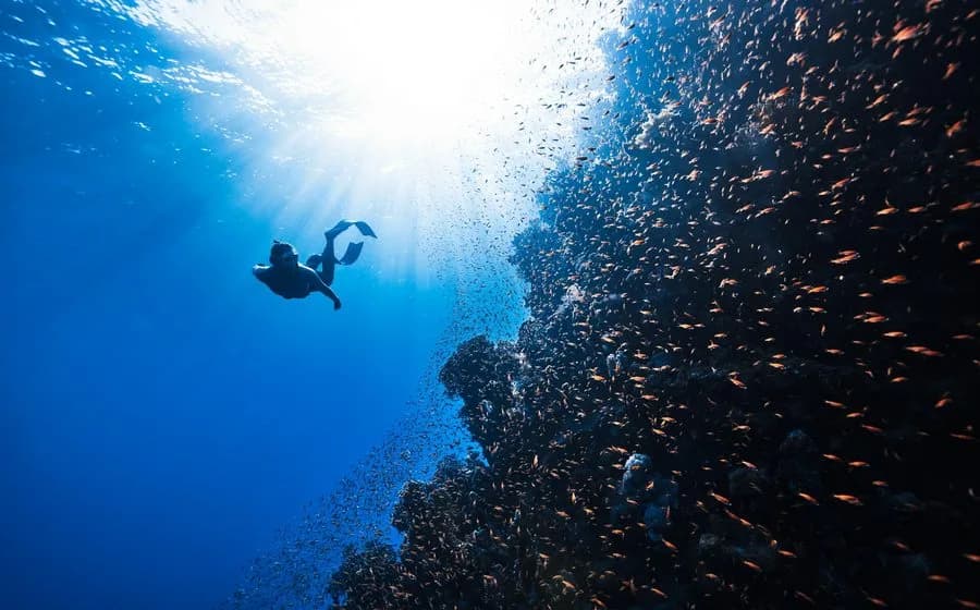 Marine Kingdom — The Grand Indian Blue